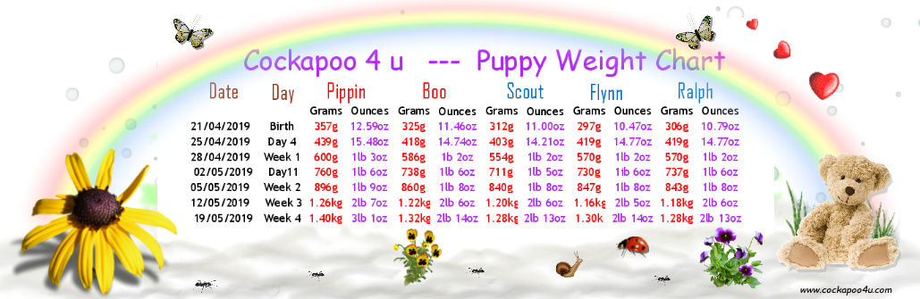 Cockapoo Puppy Size Chart