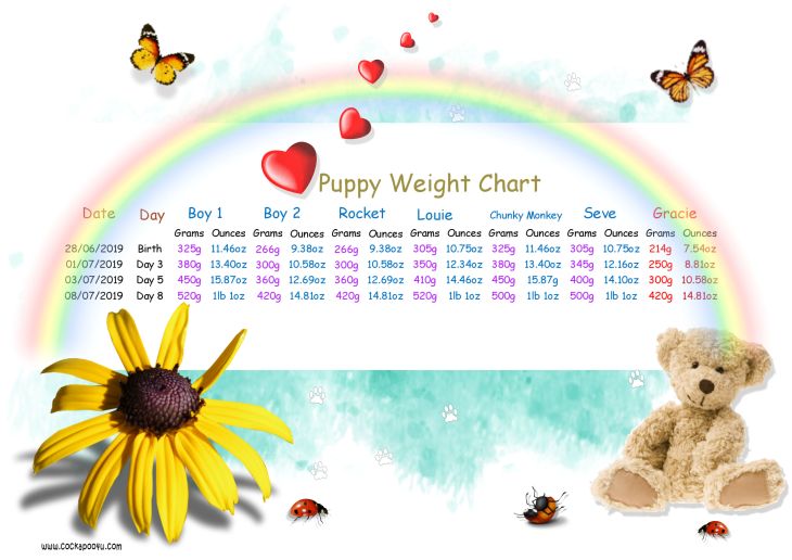 Weight Chart Day 8 aaa